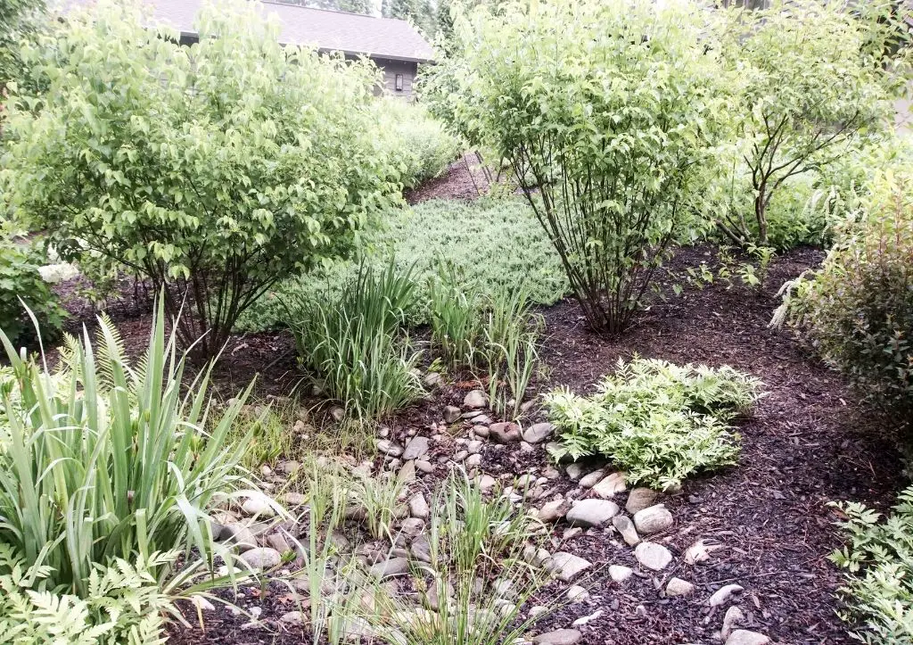 what is a rain garden