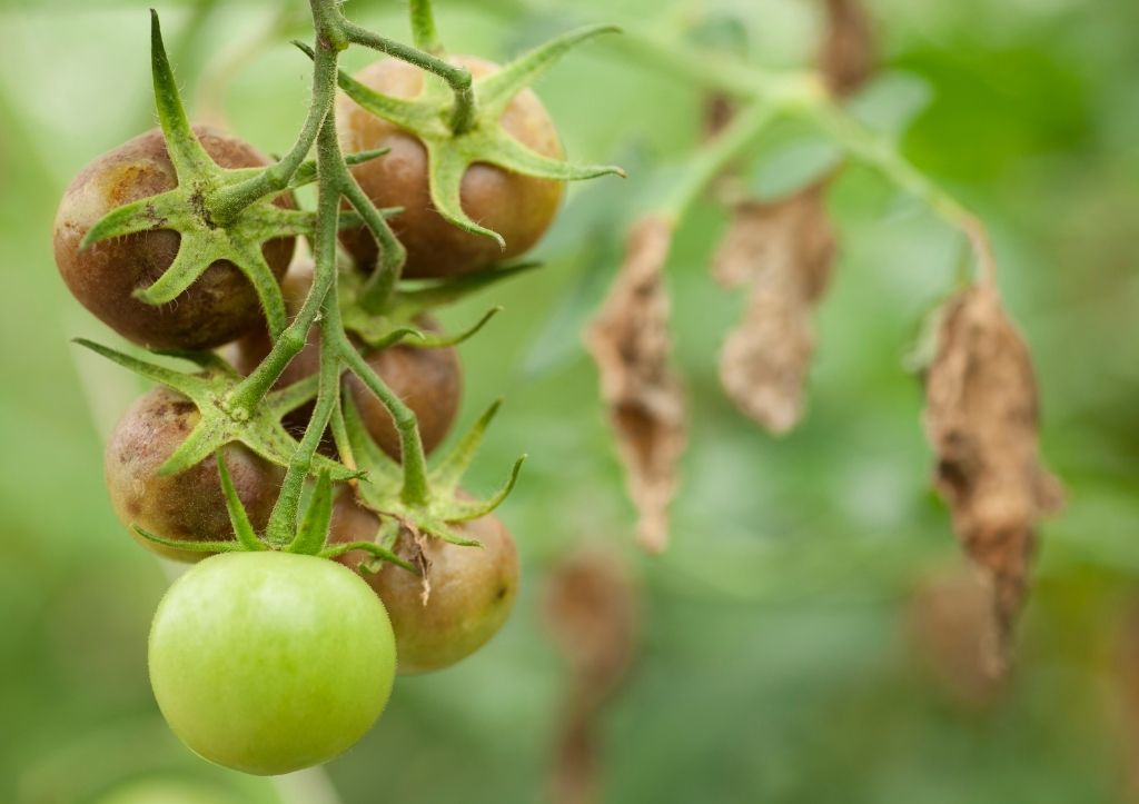 when should you plant tomatoes