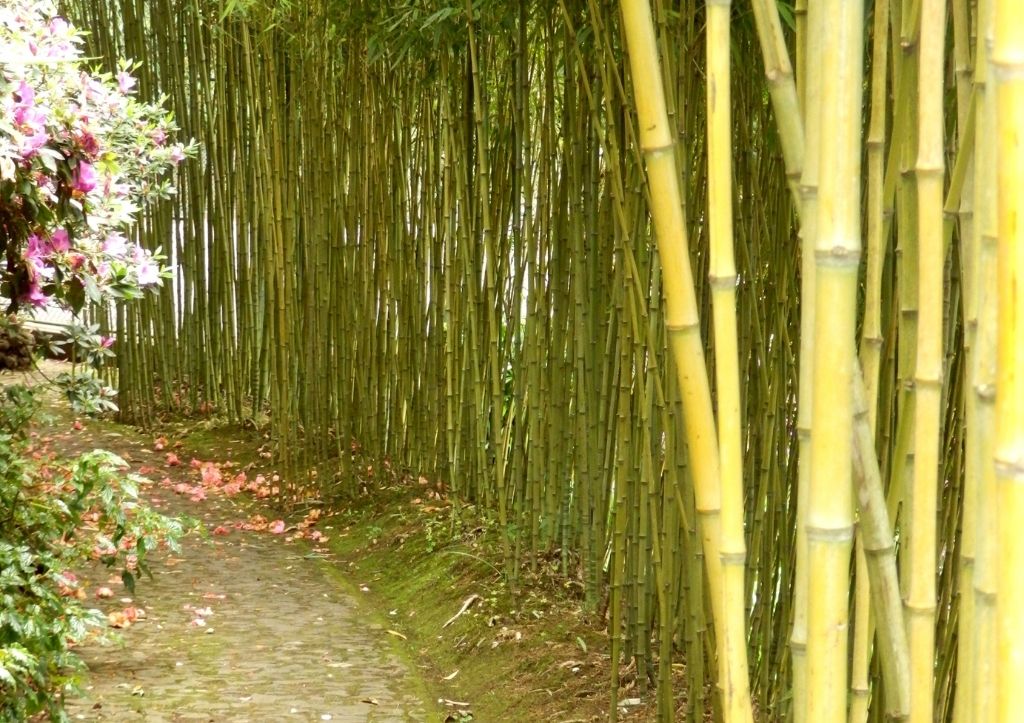 can I grow bamboo in the yard