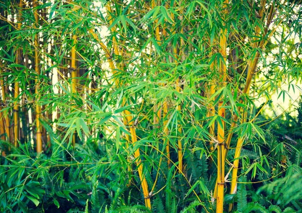 can I grow bamboo in the yard