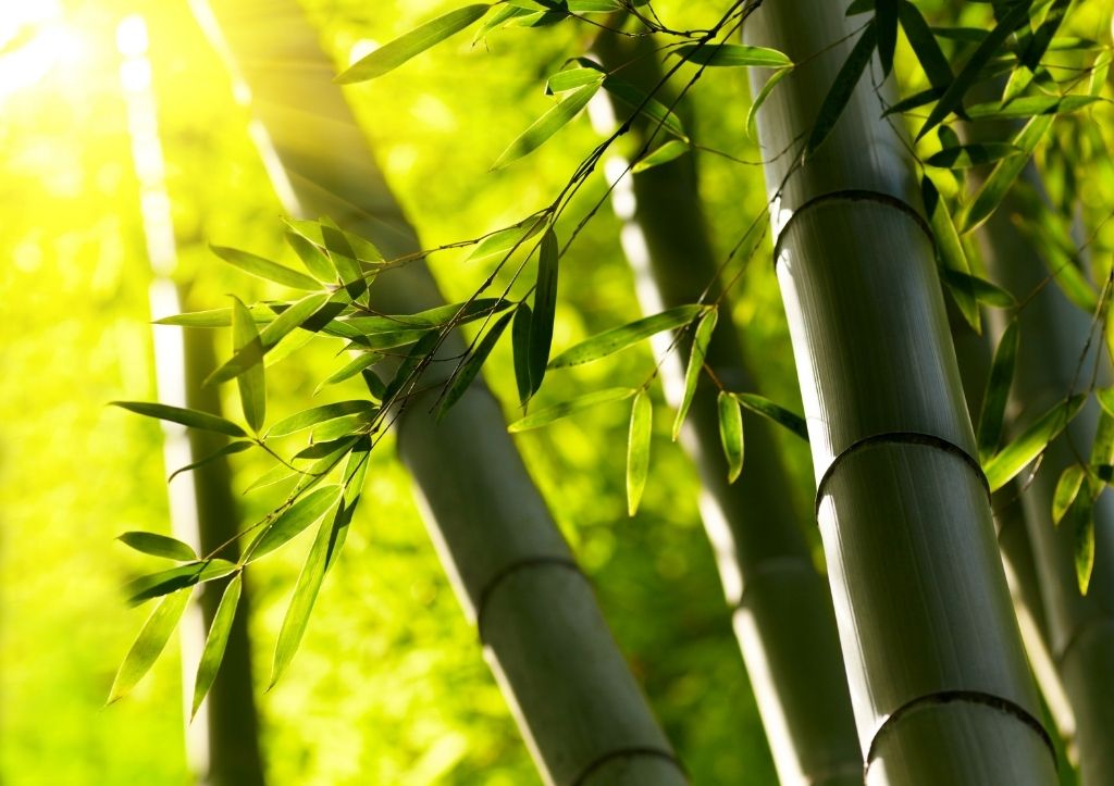 can I grow bamboo in my backyard