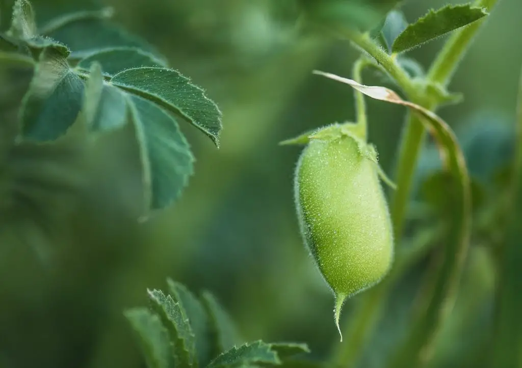 can you grow garbanzo beans from the store