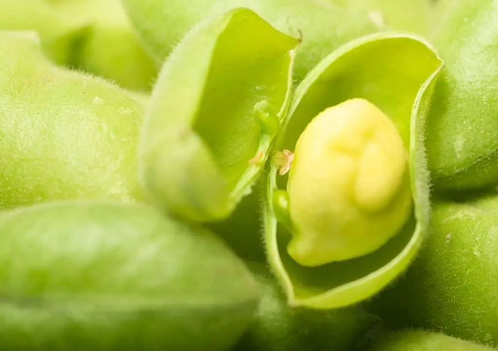 can you grow garbanzo beans from the store