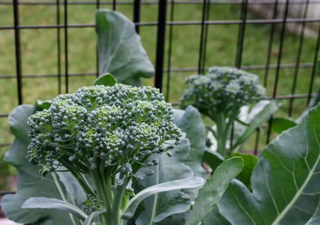 how to grow broccoli