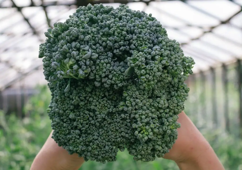 how to grow broccoli