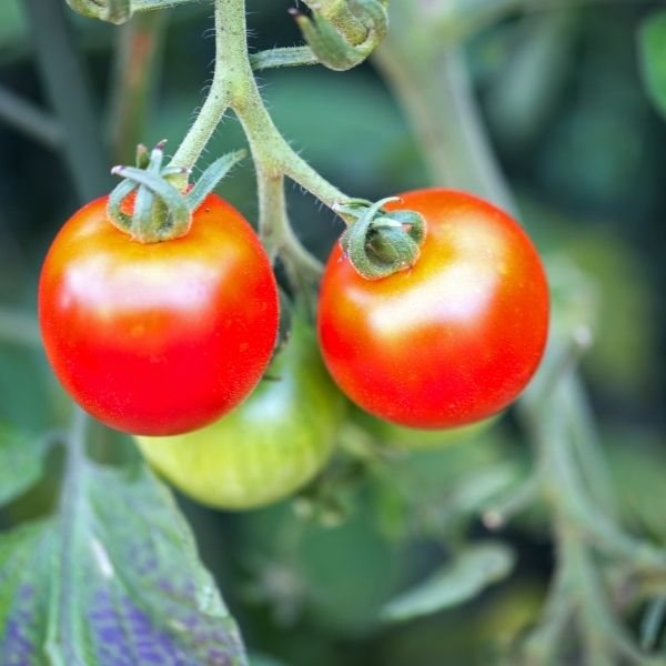 how to protect tomato plants from the cold
