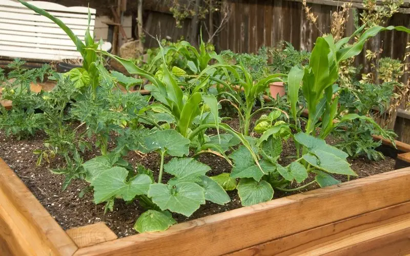 watering system for raised beds