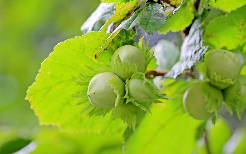 Where do hazelnuts grow best?
