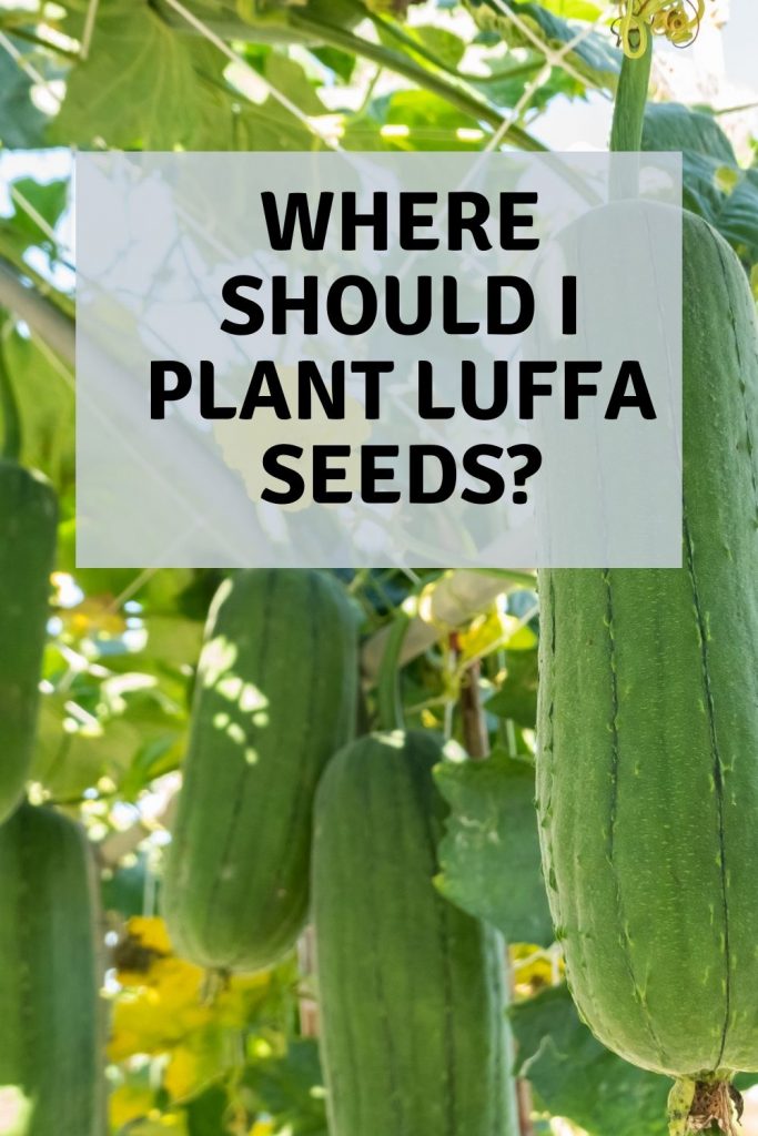 Where should I plant Luffa seeds