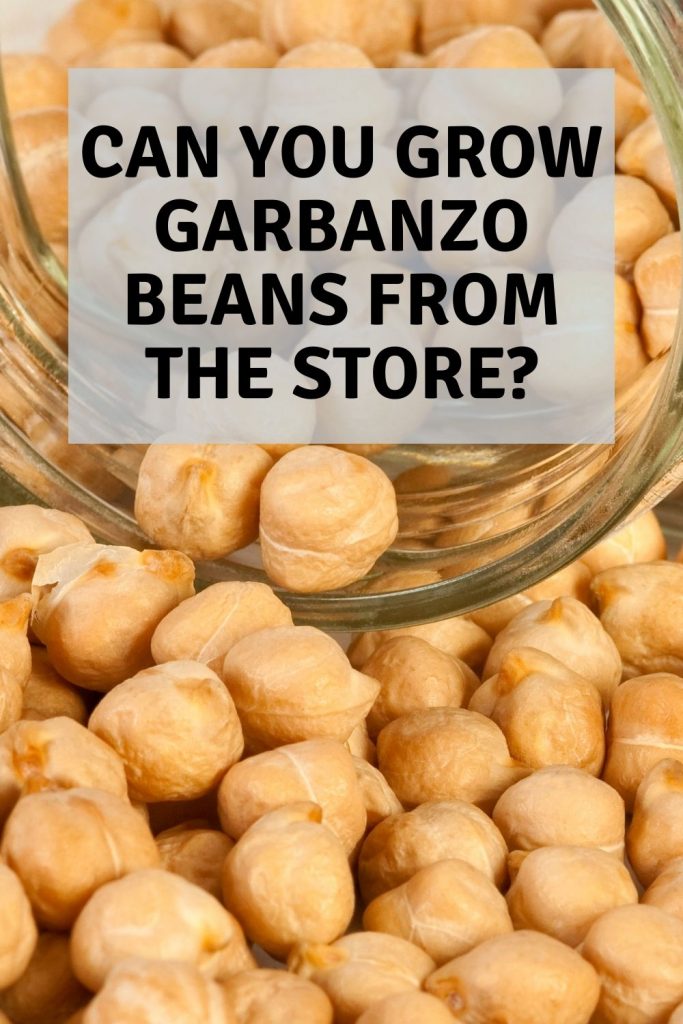 can you grow garbanzo beans from the store