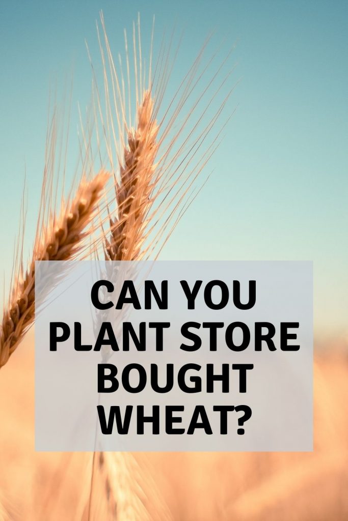 can you plant store bought wheat?