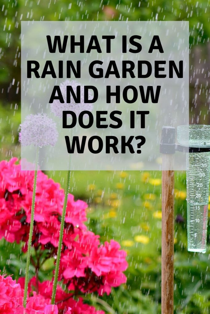 what is a rain garden