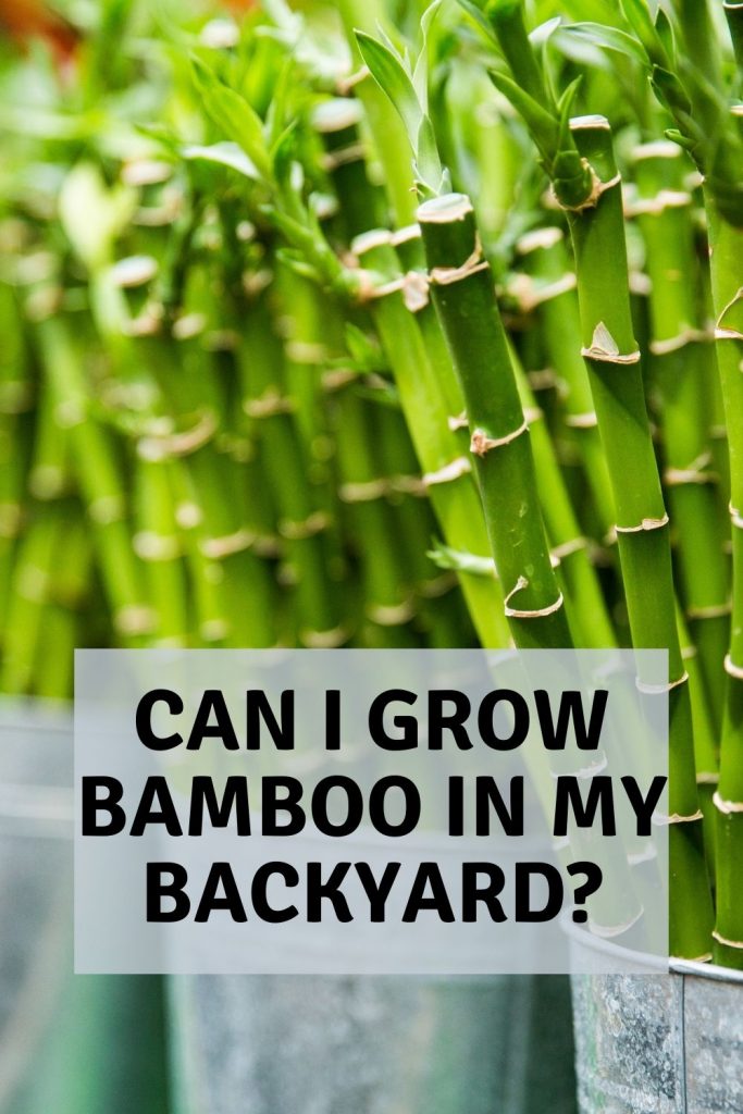 can I grow bamboo in my backyard
