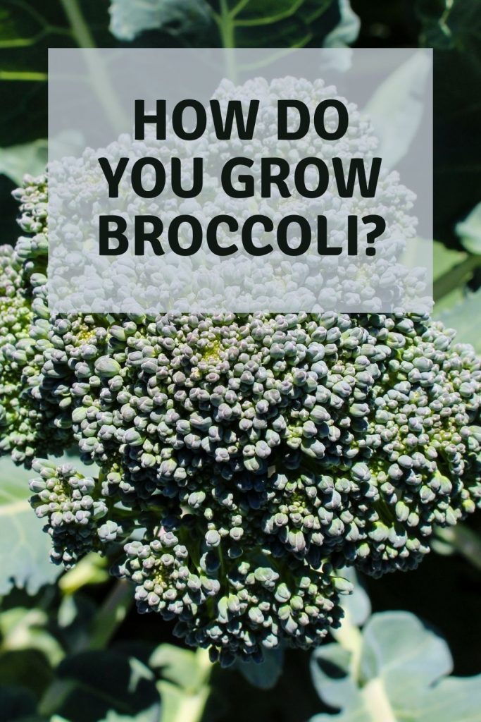 how do you grow broccoli