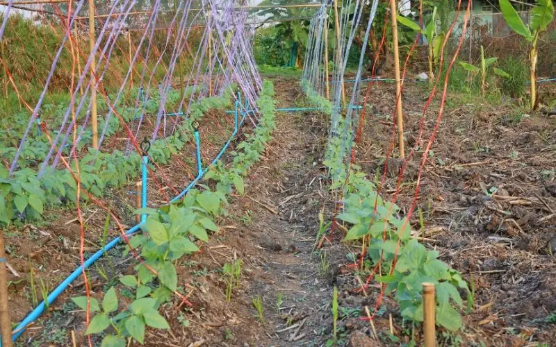 can you grow lentils from the grocery store