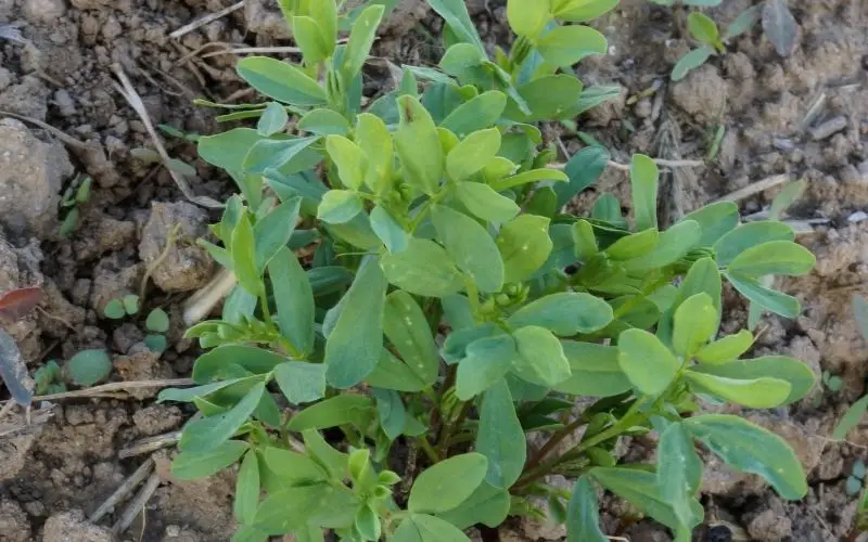 growing lentils from the store