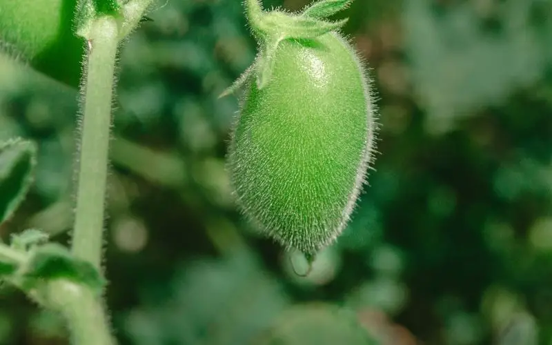 how to grow store bought lentils