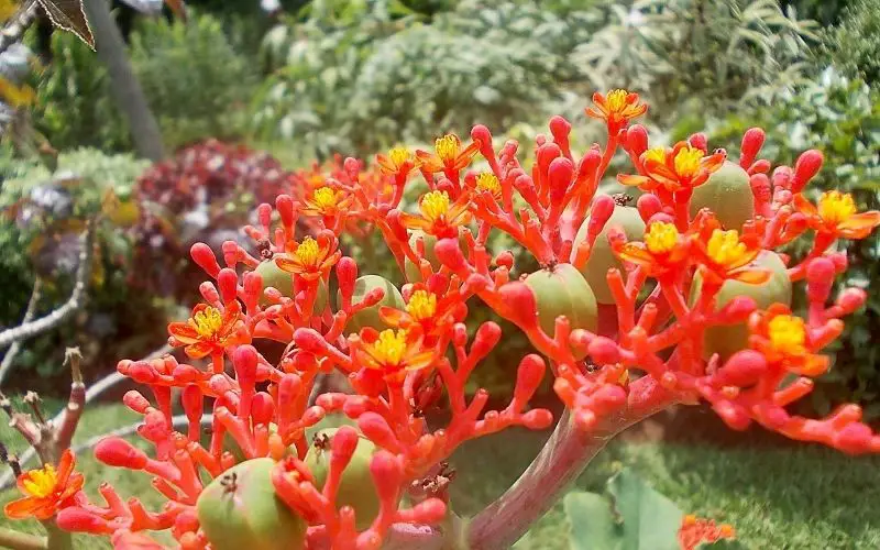 how to grow jatropha