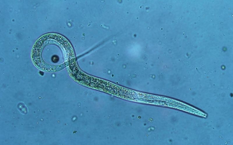are gardening nematodes harmful to humans