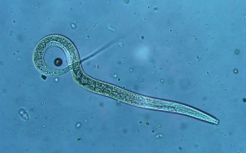 are gardening nematodes harmful to humans