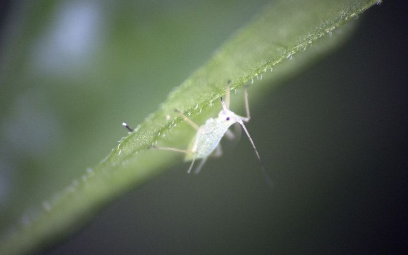 can garden nematodes hurt humans