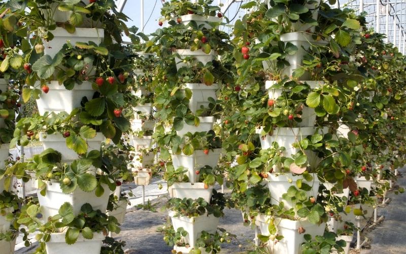 what can you grow in a garden tower