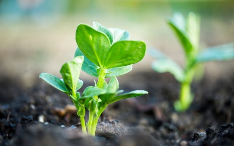 Can you grow lima beans from the store?