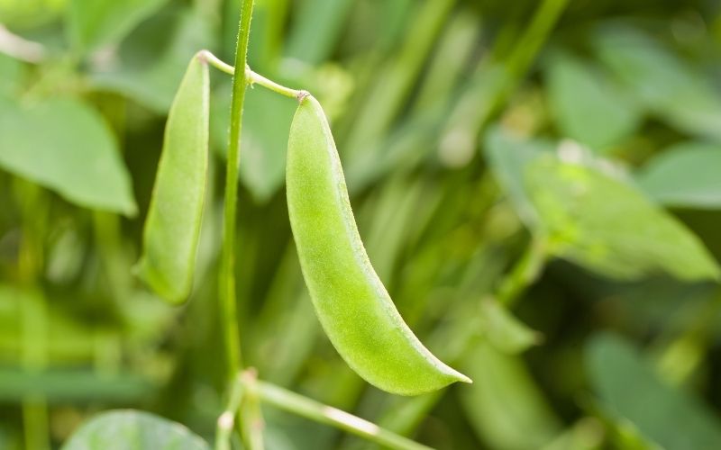 can you grow lima beans from the store