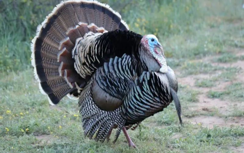 why do turkeys puff up