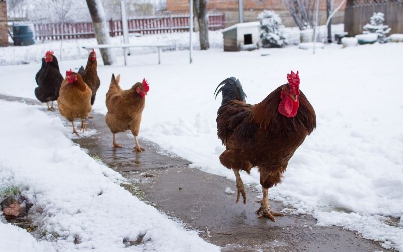 can chickens stay outside in the winter