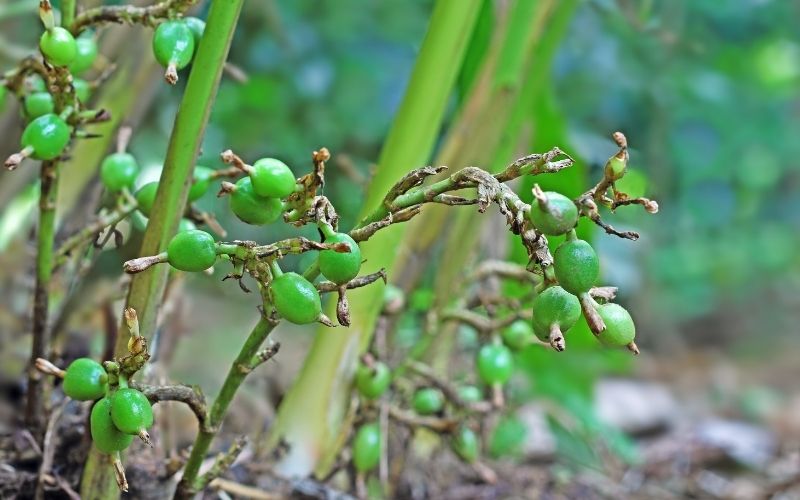 can you grow cardamom seeds from the store