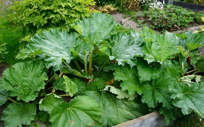can you grow rhubarb in pots