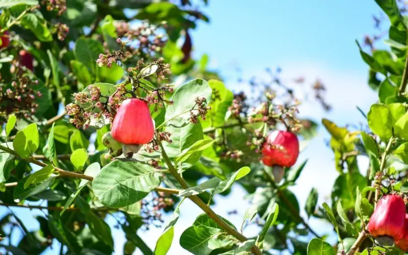 How do you grow cashews at home?