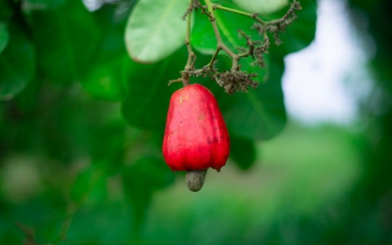 How do you grow cashews at home?