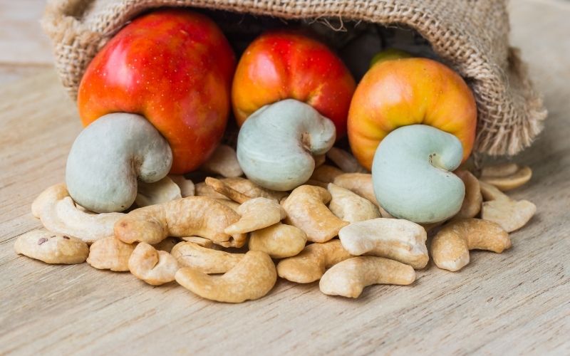 How do you grow cashews at home?