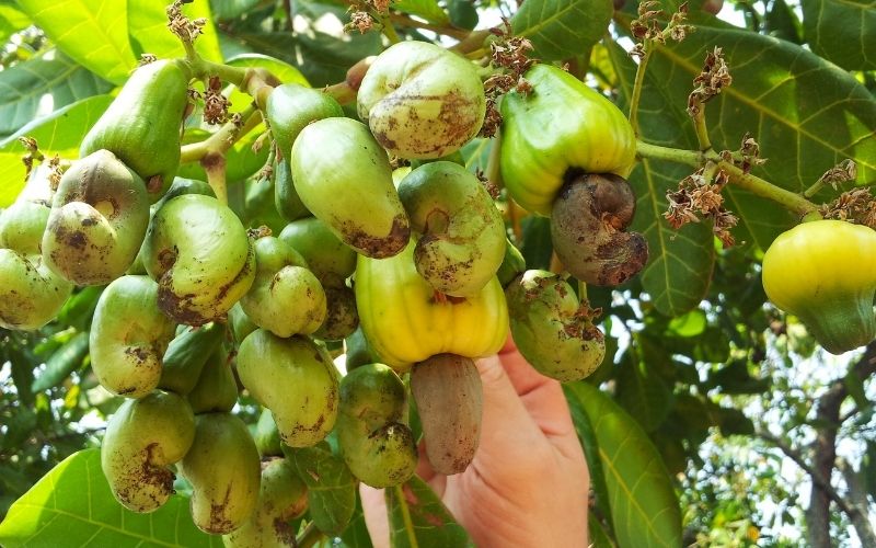 how do you grow cashews at home