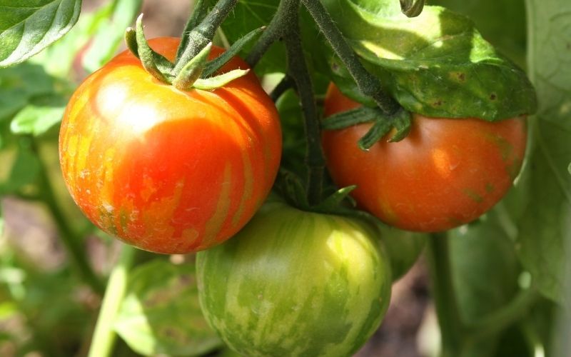 Do coffee grounds help tomatoes grow?
