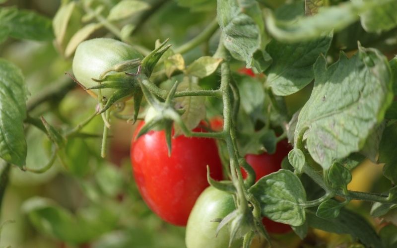 Do coffee grounds help tomatoes grow?