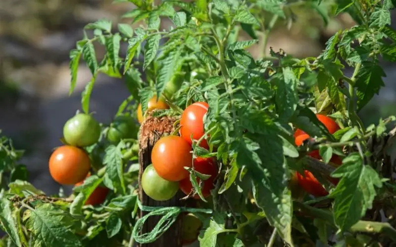 why do tomato plants smell