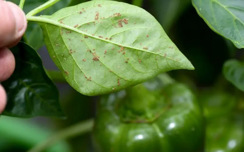 why do tomato plants smell