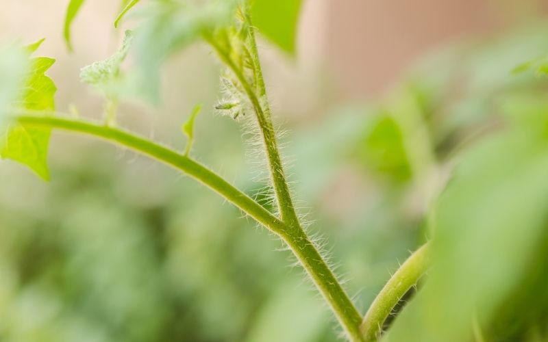 why do tomato plants smell