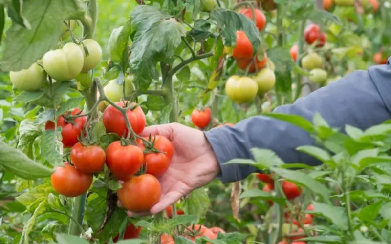 why do tomato plants smell