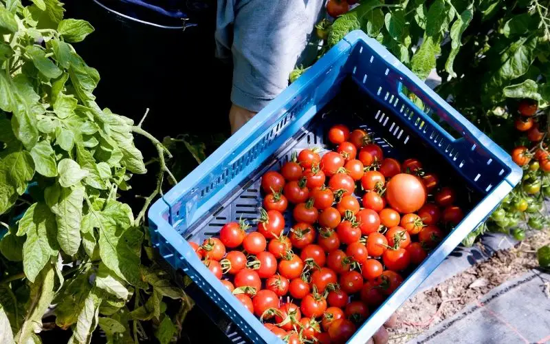 why do tomato plants smell