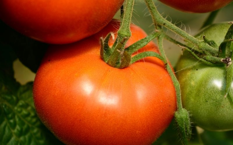 why do tomato plants smell