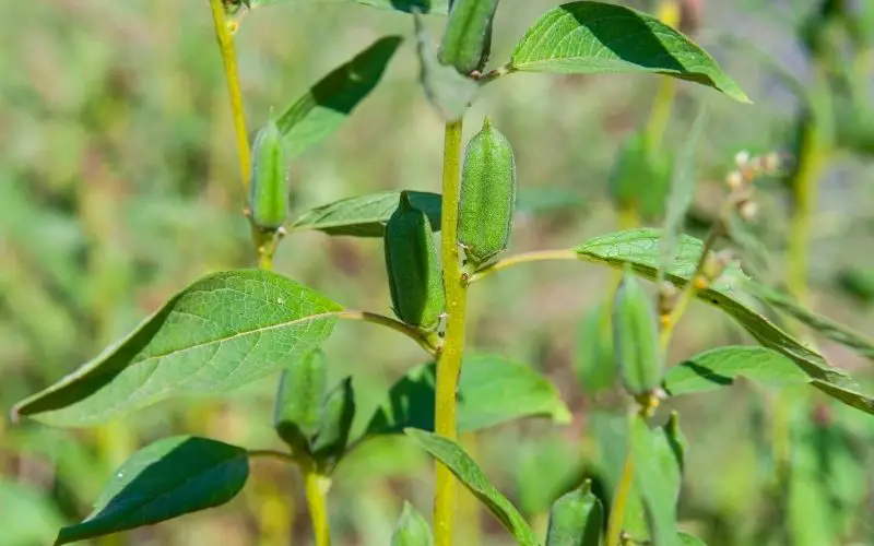 can you grow sesame seeds from the store