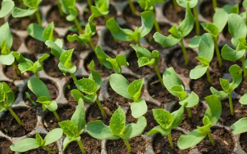 can you grow sesame seeds from the store