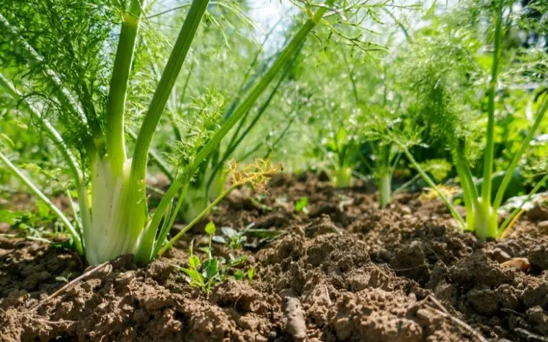 How do you grow fennel?