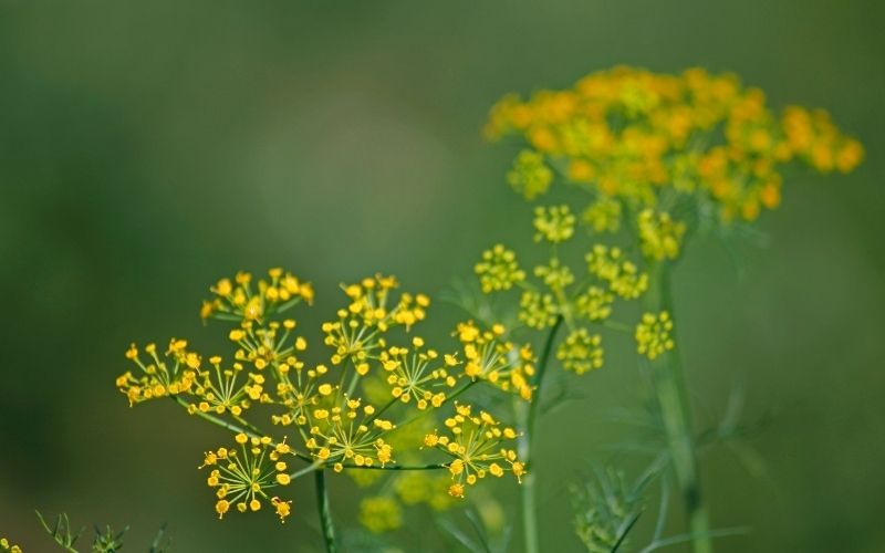 How do you grow fennel?