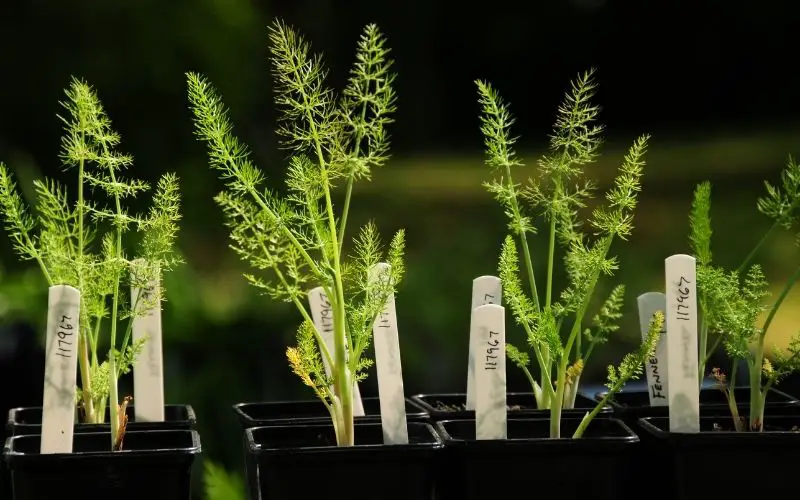 How do you grow fennel?