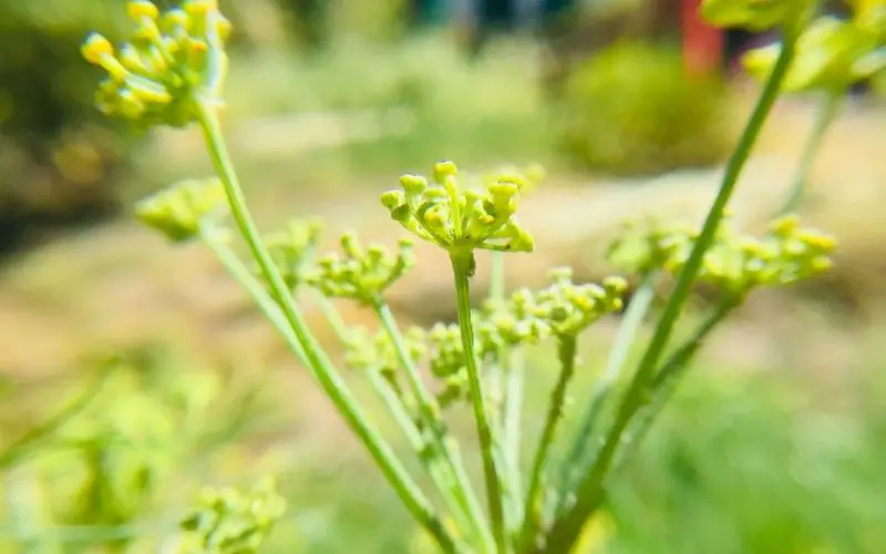 How tall does fennel grow?